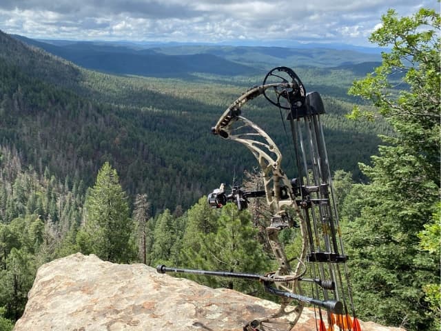 Mountain Lion & Bear