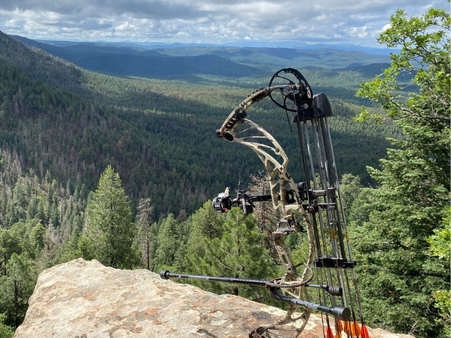 Mountain Lion & Bear